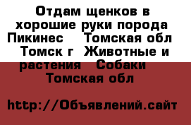 Отдам щенков в хорошие руки порода Пикинес. - Томская обл., Томск г. Животные и растения » Собаки   . Томская обл.